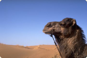 Die Ausdauer kennzeichnet auch das Kamel
