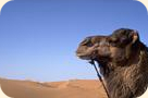 Reiten auf dem Kamel