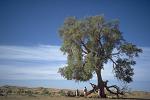 Tamarisken in der Sahara