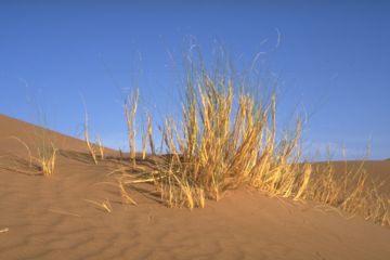 Wüstengräser