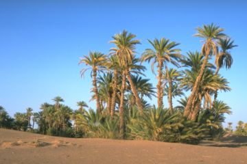Dattelpalmen