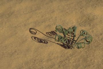 Zwiebel des Schakals