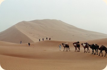 Kameltrecking in der Wüste Sahara in Marokko